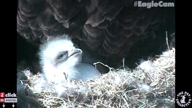eaglet
