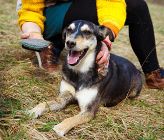 Dog Grooming in Fall