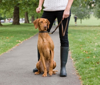 Dog Training