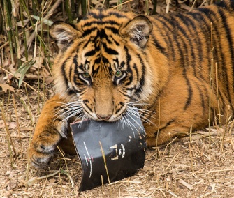 Damai, Sumatran tiger at the National Zoo, poses with the album jacket of the endangered song.