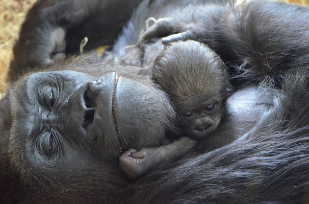 Baby gorilla and mom
