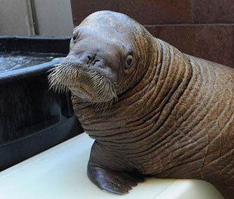 Mitik the Walrus at the New York Aquarium