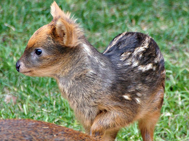 Pudu fawn at the Detroit Zoo