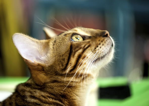 S Names For Female Cats S Names For Female Cats