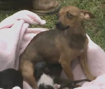 Harmony, a rescued Chihuahua, is caring for two kittens along with her two puppies.