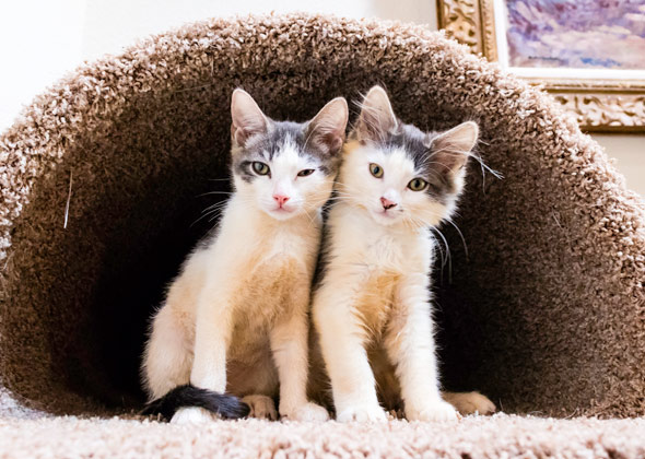 Most Popular Kitten Names of 2016