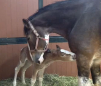 Budweiser is asking the public to name a Clydesdale foal who'll appear in a Super Bowl spot.