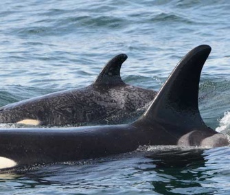 Springer the killer whale was spotted with her calf in Canadian waters last week.