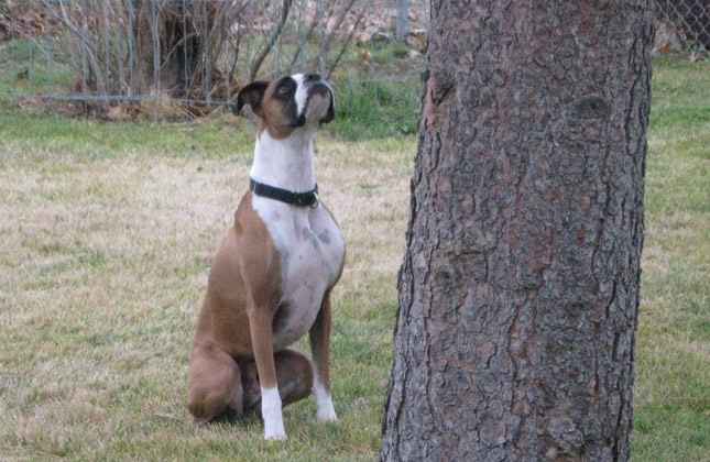 Quincy the Boxer waits patiently for a squirrel