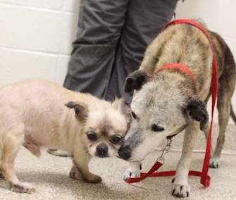 Bruno and Caramel were adopted just one day after their story was shared on Facebook.