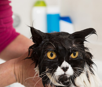 Cat Getting a Bath