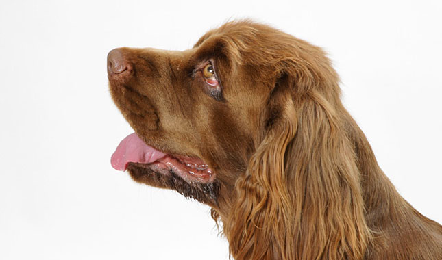 sussex spaniels for adoption