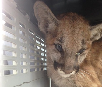 Fire Claw, a baby mountain lion, is recovering after being found burned in the Butte Fires area in California.