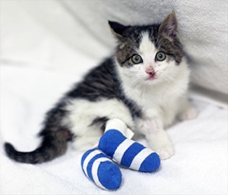 Pedro, an 8-week-old kitten, was rescued by a Good Samaritan when he was thrown from a car window on a Toronto highway.