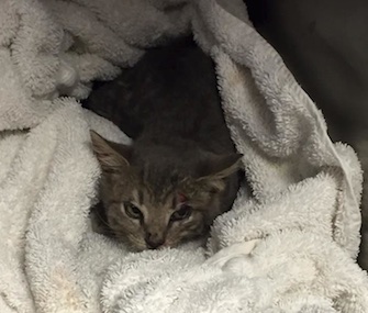 An Orlando, Florida, sheriff's deputy stopped traffic on a busy highway to save a 10-week-old kitten.