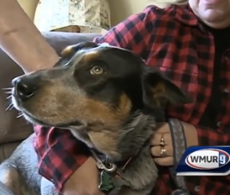 One-year-old Zeus is warm inside after being rescued from an icy pond behind his New Hampshire home.
