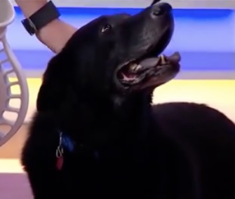 Comedian Ricky Gervais used his time on GMA to help find a home for Bear.