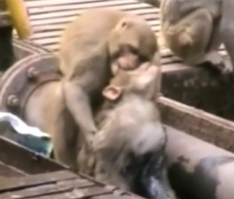 A monkey resuscitated his friend on a train track in India.
