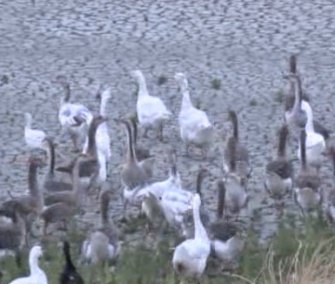 About 50 flightless geese were rescued from their drought-stricken pond in California Tuesday.