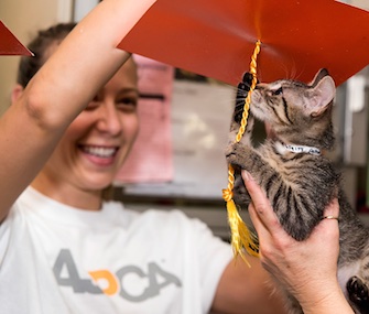 Seven-week-old Uma, who was nursed back to health at the ASPCA's Kitten Nursery, plays with the tassel on his caregiver's mortarboard.