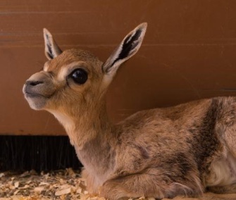 An endangered Speke's gazelle survived thanks to quick action by her keepers at the Oregon Zoo.