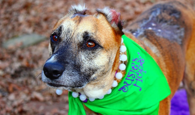 AHA Hero Dog Susie