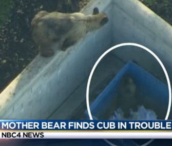 Wildlife officials in California came to the rescue of a baby bear stuck in a dumpster.