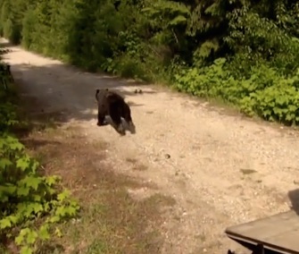 After nearly a year of rehabilitation, Cinder the bear was set free in Idaho.
