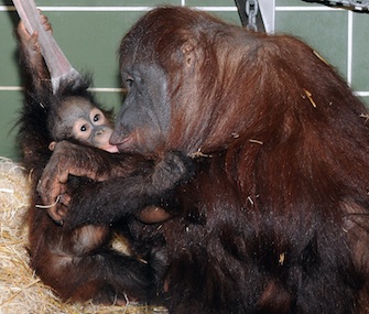 Kecil, who's 10 months old, has been bonding well with his adopted mom Maggie.