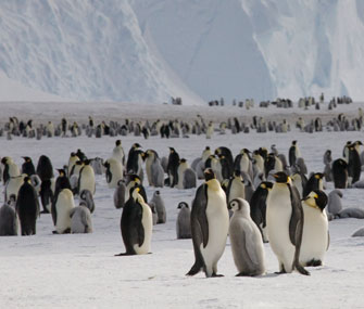 Emperor penguins