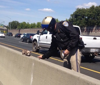 A California Highway Patrol officer helps a Chihuahua on Interstate 680.