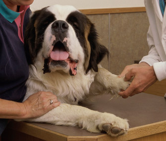 Saint Bernard at Vet