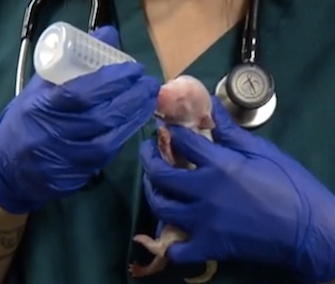 Miracle the puppy surprised veterinarians at a Colorado shelter when she started crying 45 minutes after she was born.