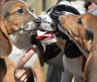 These 5-month-old puppies are from the first litter born using IVF.