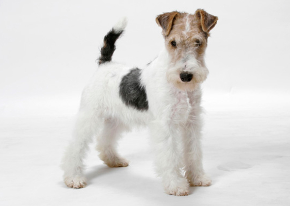wire fox terrier poodle mix