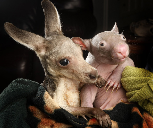 Joey and wombat friends
