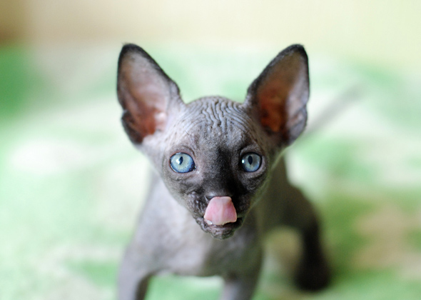 Most Popular Kitten Names of 2016