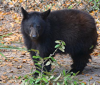 Blossom explores her new home at Tampa's Lowry Park Zoo