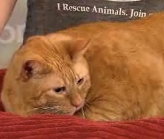 Sponge Bob the fat cat