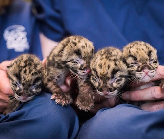A rare litter of four endangered clouded leopard cubs is being hand-reared at the Point Defiance Zoo in Washington.