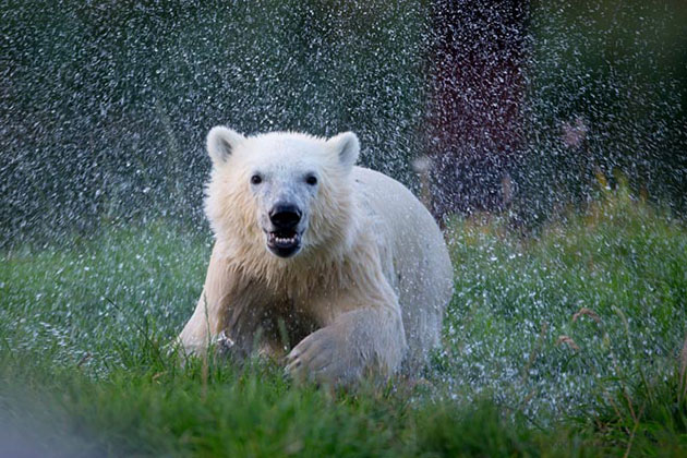 Siku, the polar bear who stole hearts when he was rejected by his mom as an infant, turns 1 year old on Nov. 22.