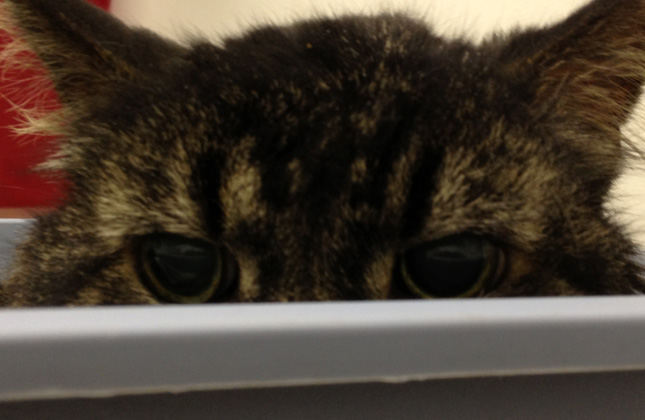Cat hides in empty box