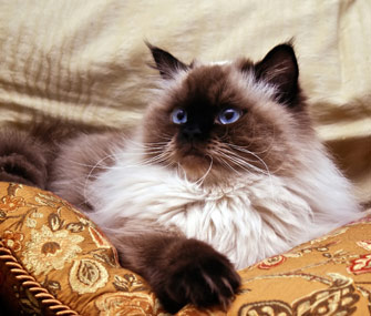 Himalayan Cat
