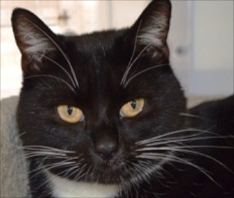 Jill, 3, is among the top kitty contenders picked by Battersea Dogs & Cats Home to help the British Parliament.