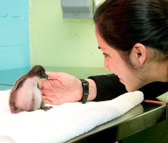 A rockhopper penguin chick at the Shedd Aquarium is almost one month old.