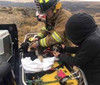 Firefighters in Idaho saved a dog who fell over a rock shelf on Sunday.