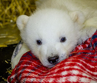 Kali, an orphaned polar bear cub, has been taken in by the Alaska Zoo.