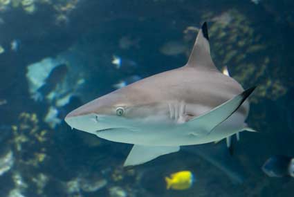 tip shark