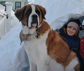 a boy with a bernard