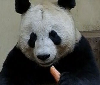 Edinburgh Zoo panda